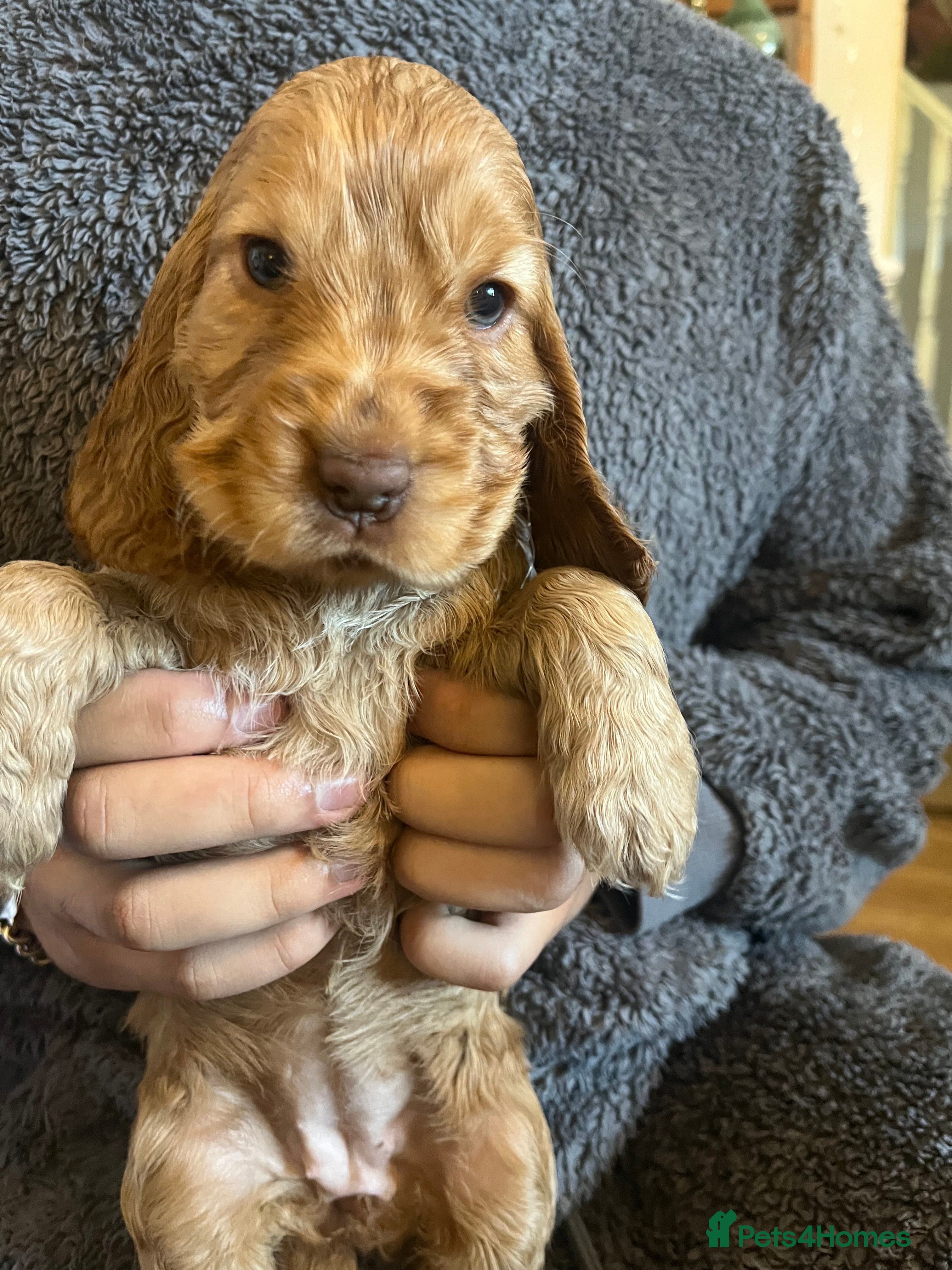 Cocker Spaniel dogs Adorable KC show type cocker spaniel pups - Advert 2