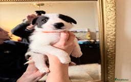Border Collie dogs for sale: Pure Breed Boarder Collie Pups - Image 31