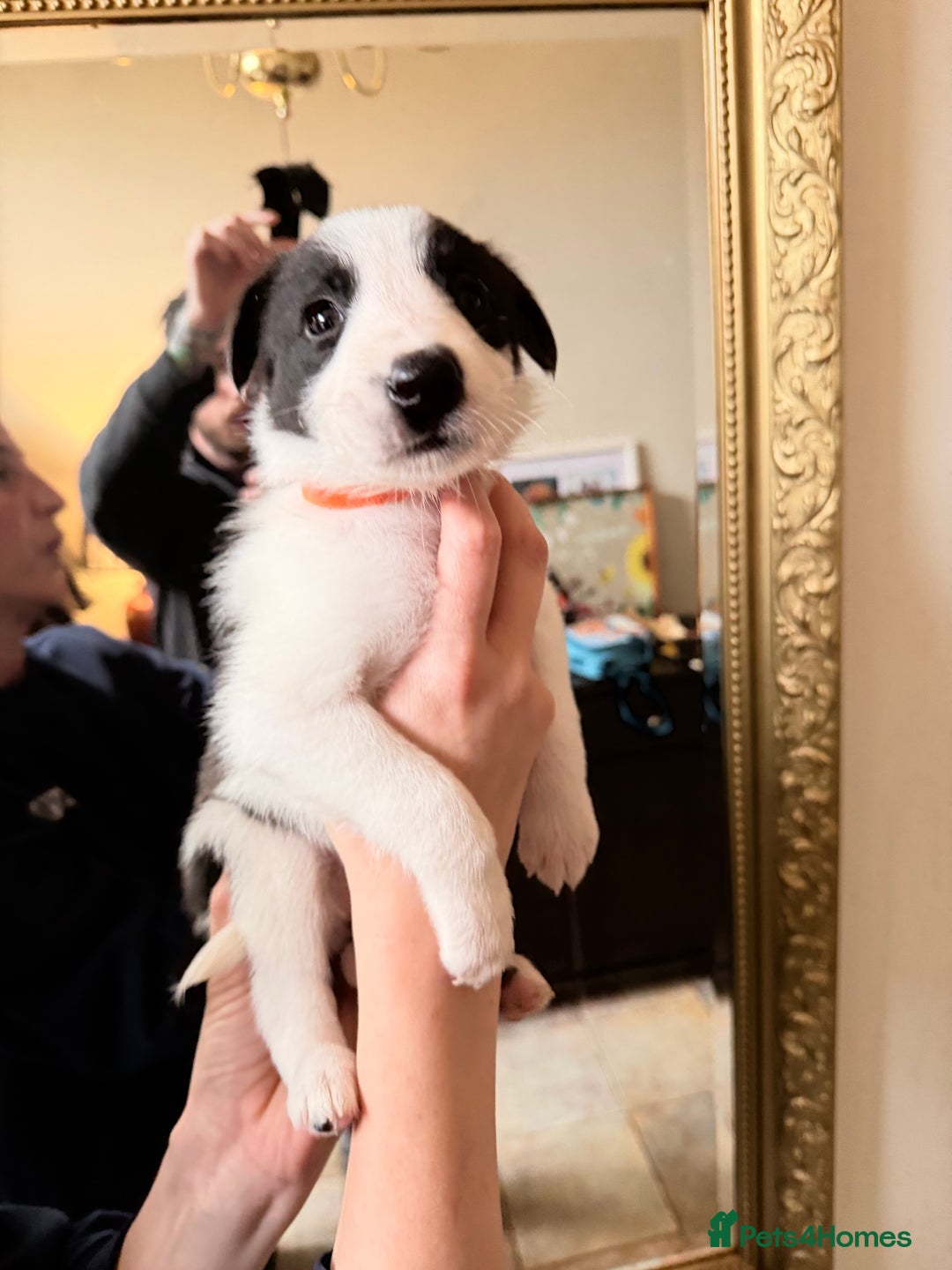 Border Collie dogs for sale: Pure Breed Boarder Collie Pups - Image 31