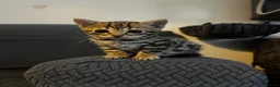 Bengal cats for sale: TICA registered bengal kittens  - Advert 10