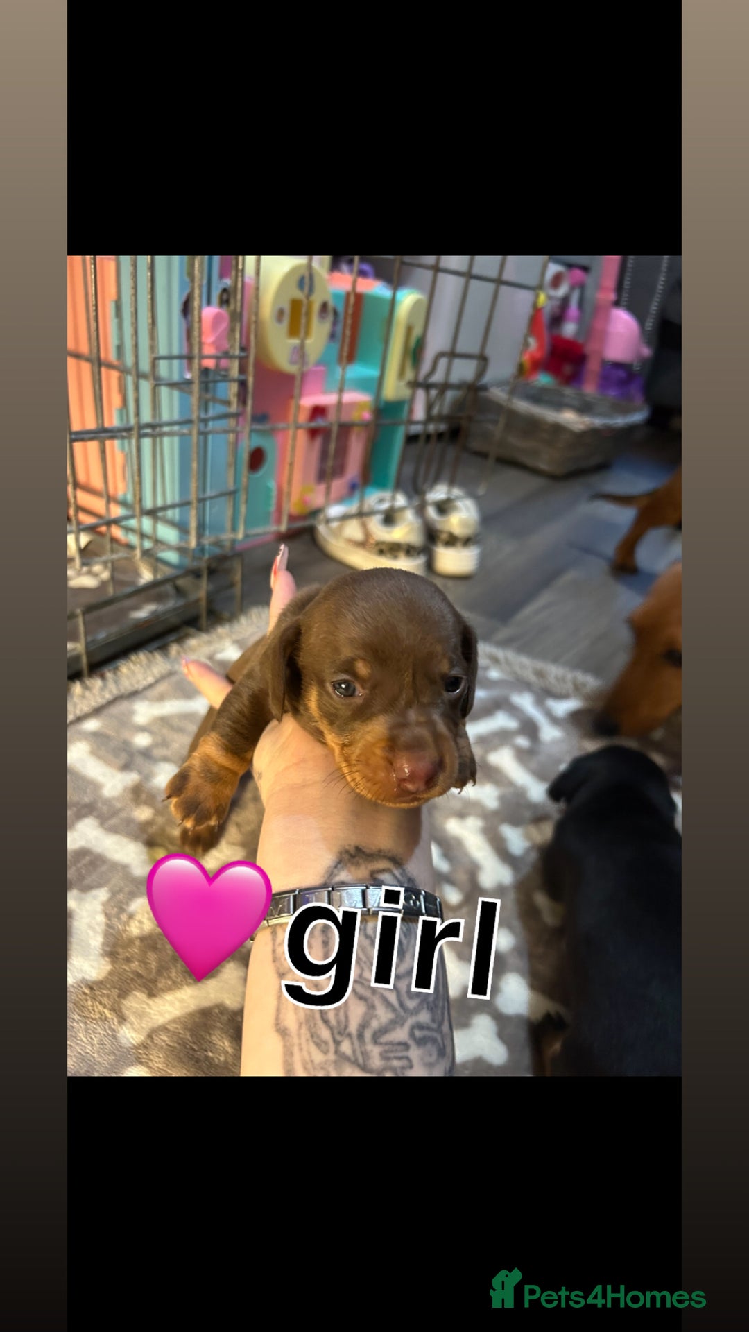 Miniature Dachshund dogs for sale: Miniature dachshund 🐶🩷🩵 - Advert 6