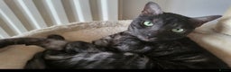Bengal cats for sale: Black Smoke Bengal needs quiet home - Advert 1