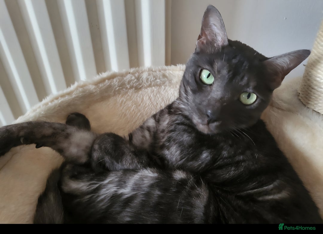 Bengal cats for sale: Black Smoke Bengal needs quiet home - Advert 1