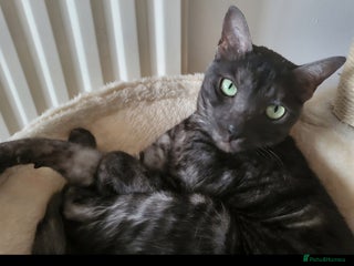 Bengal cats Black Smoke Bengal needs quiet home - Advert 1