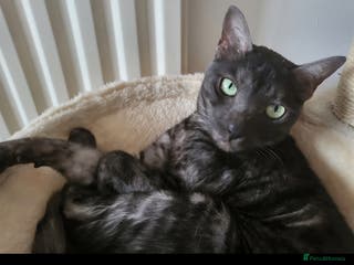 Bengal cats Black Smoke Bengal needs quiet home - Advert 9