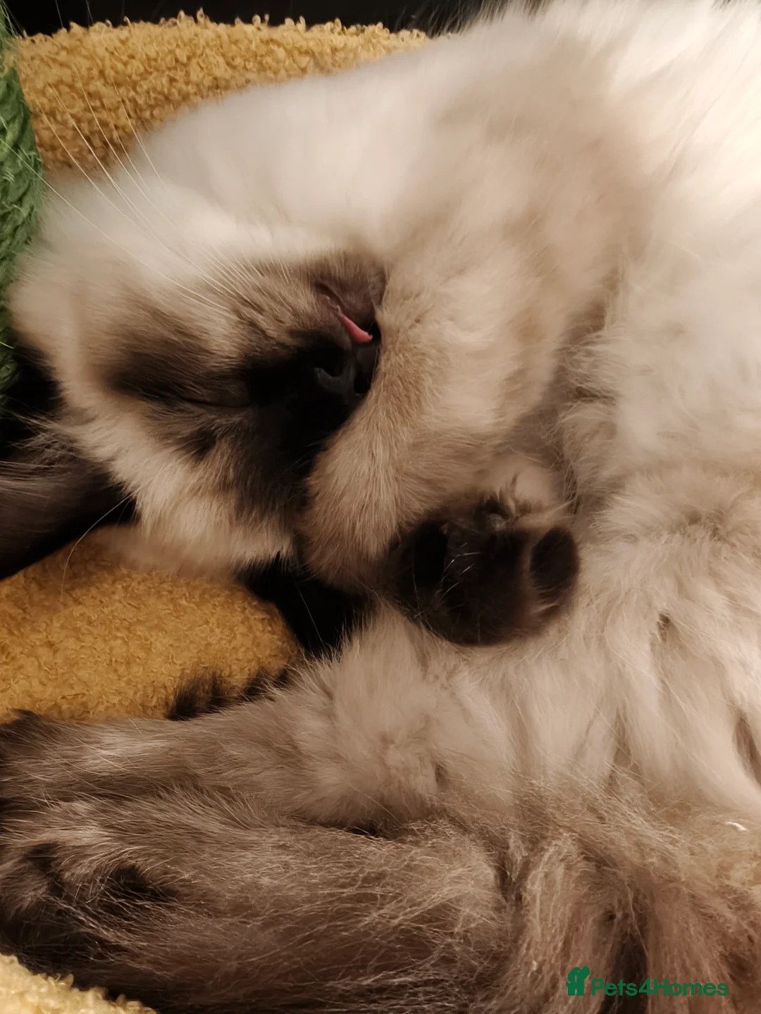 Ragdoll cats for sale: Ragdoll Girl - Advert 6