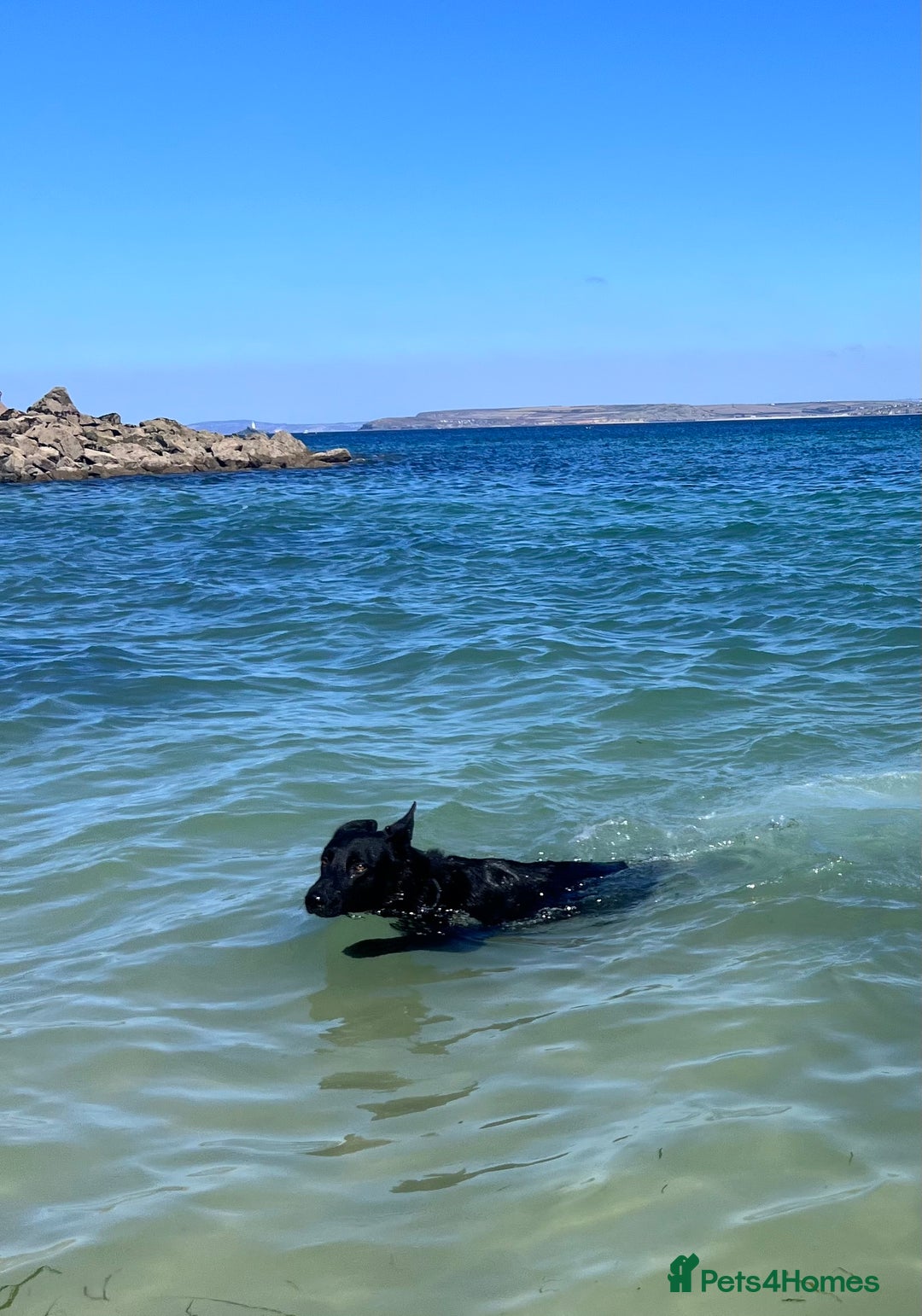 German Shepherd dogs for stud: Stunning black GSD - exceptional health and temper - Image 8