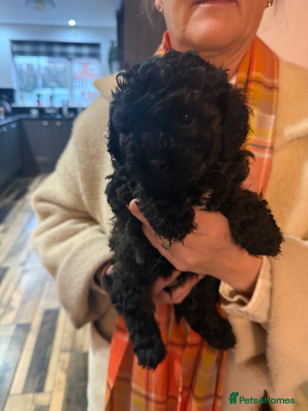 Shihpoo dogs for sale: BEAUTIFUL SHIHPOO PUPPIES - Advert 4