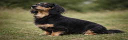 Miniature Dachshund dogs for sale: CREAM MINIATURE LONG HAIRED DACHSHUNDS🤍 - Advert 2