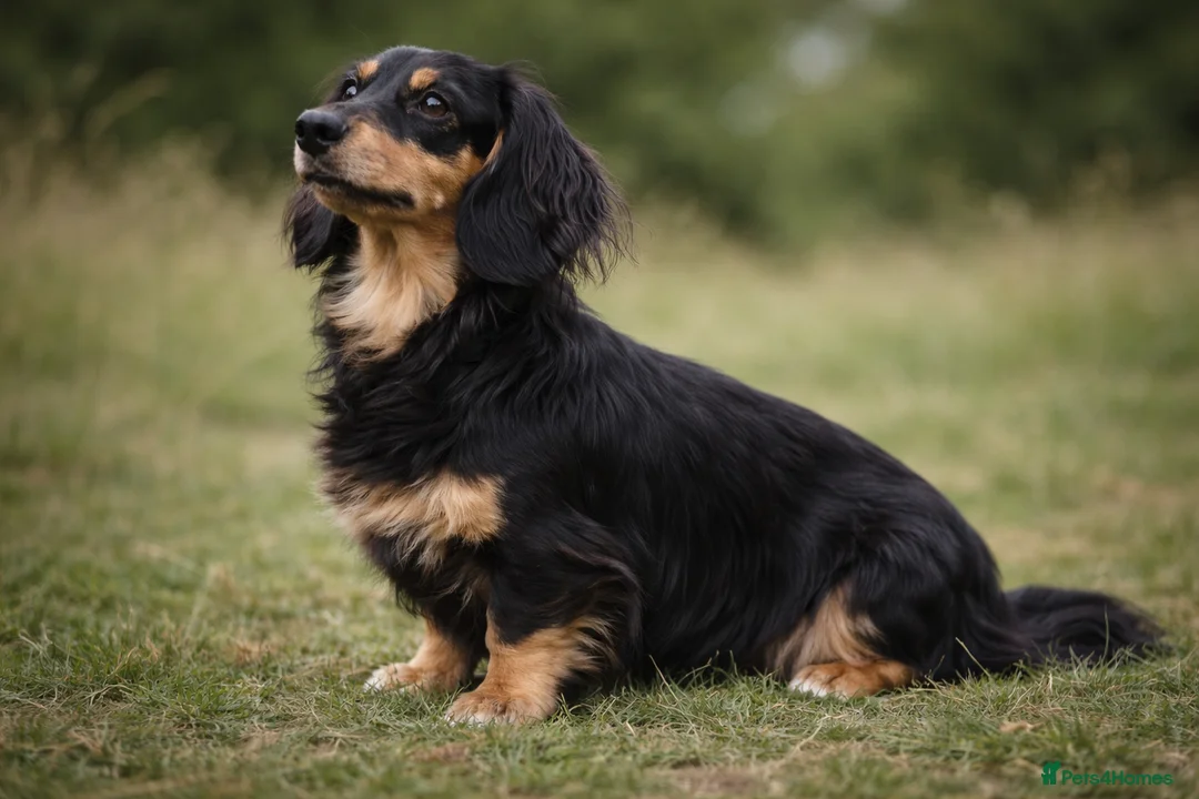 Miniature Dachshund dogs for sale: CREAM MINIATURE LONG HAIRED DACHSHUNDS🤍 - Advert 2