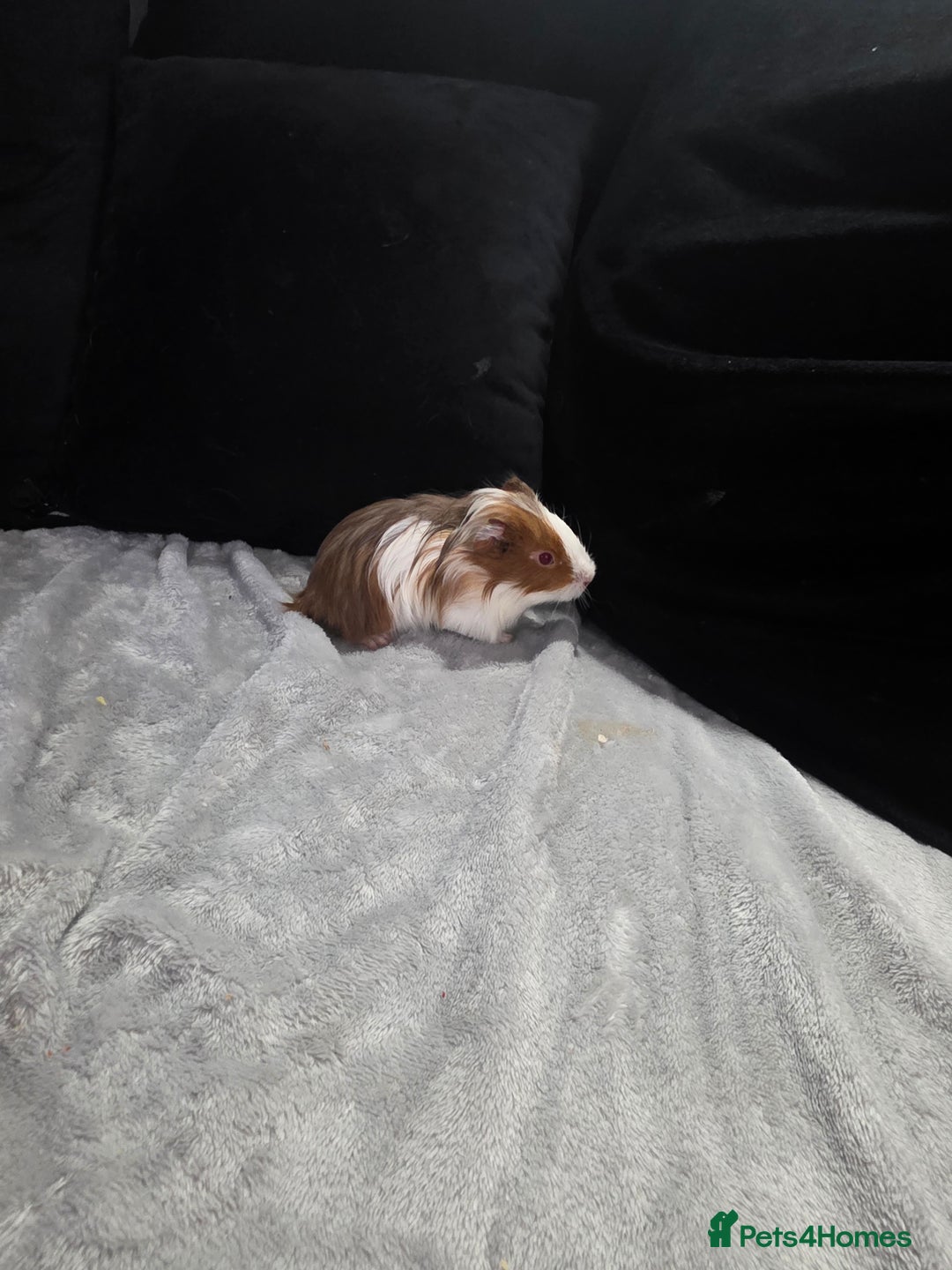 Guinea Pig rodents for sale: Baby Guinea pigs  - Advert 6