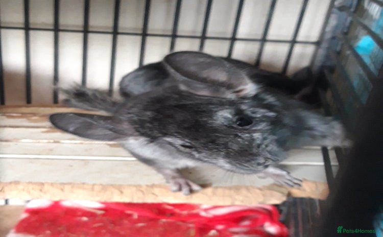 Chinchilla rodents - Advert 5
