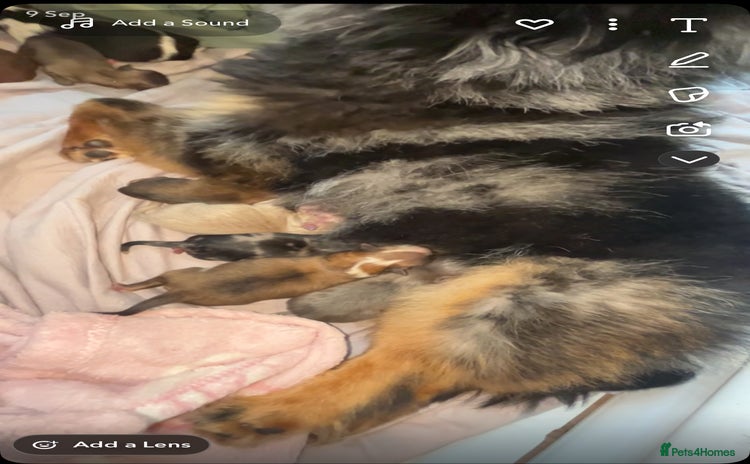 Pomeranian dogs - Advert 6