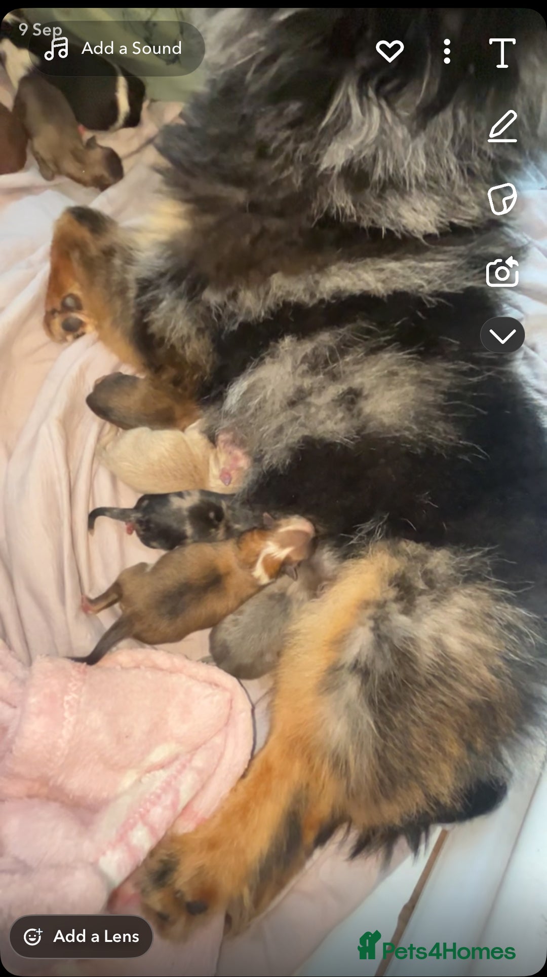Pomeranian dogs for sale: Pomeranian puppies  - Image 3