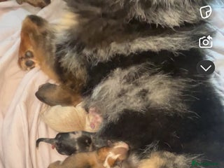 Pomeranian dogs - Advert 11