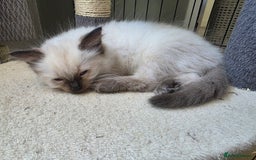 Ragdoll cats for sale: Beautiful Ragdoll kittens  - Image 7