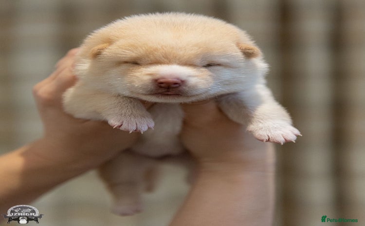 Japanese Shiba Inu dogs - Advert 1