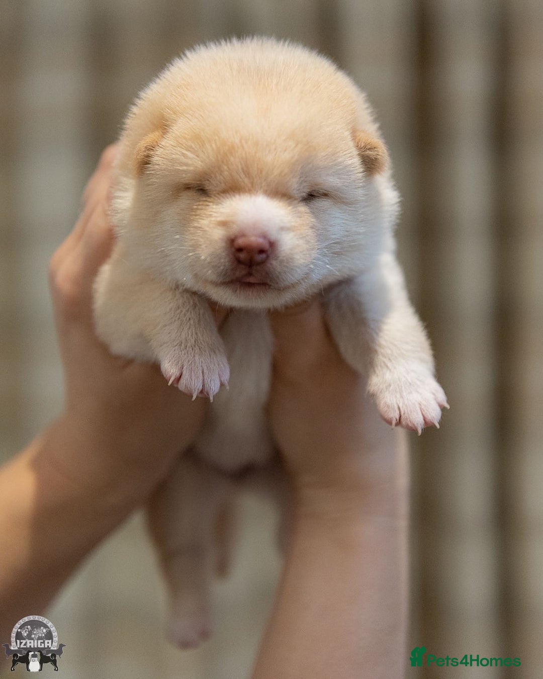 Japanese Shiba Inu dogs for sale: 	“Shiba Inu Puppies – Champion Pedigree, DNA Clear - Advert 3