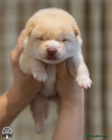 Japanese Shiba Inu dogs - Advert 2