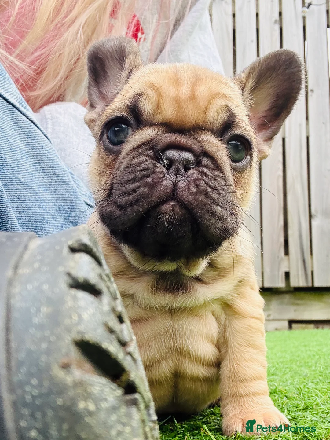 French Bulldog dogs for sale: French Bulldog Puppies - Fawn/Cream - Advert 28
