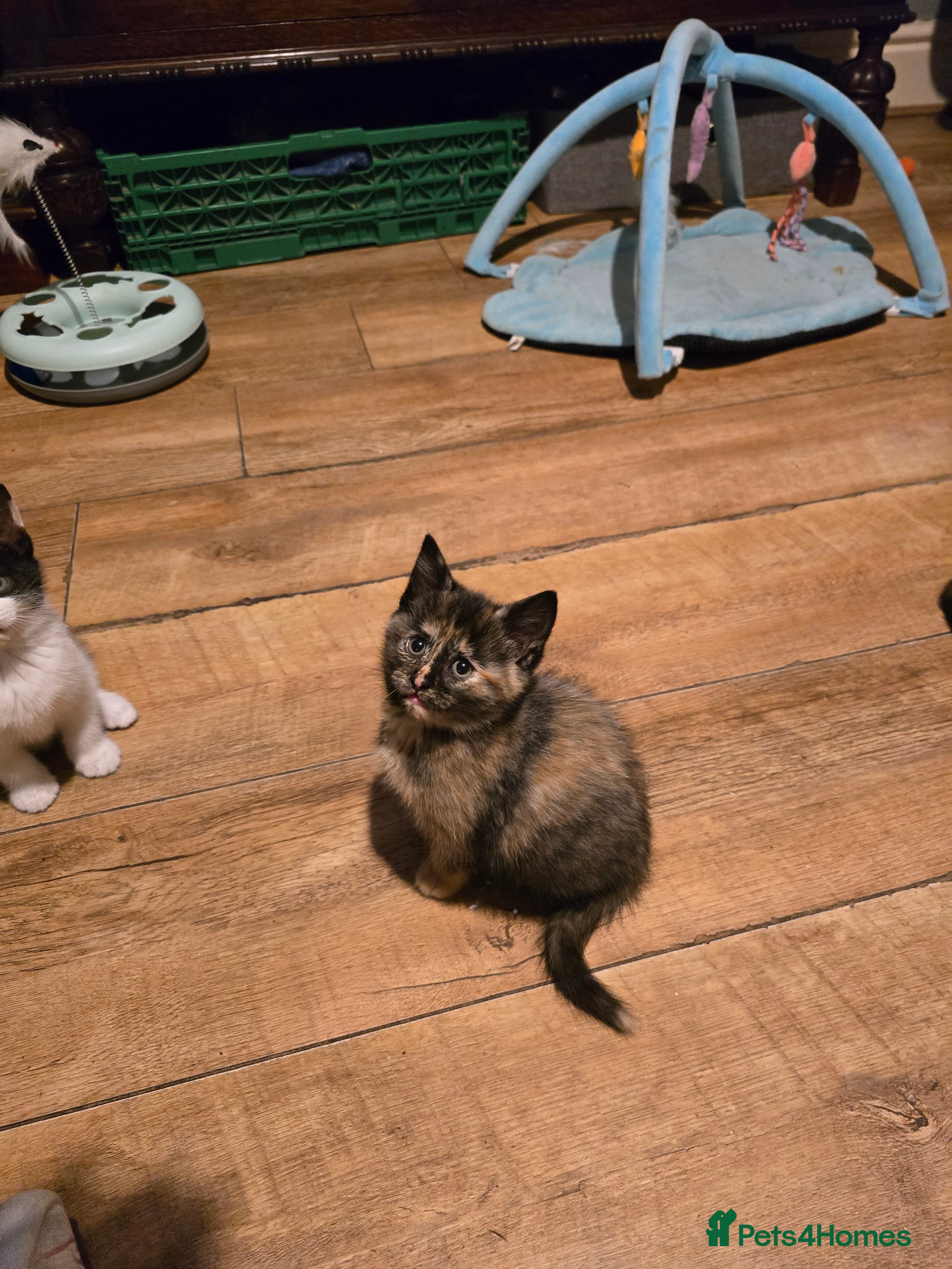 Mixed Breed cats Kittens for sale  - Advert 2