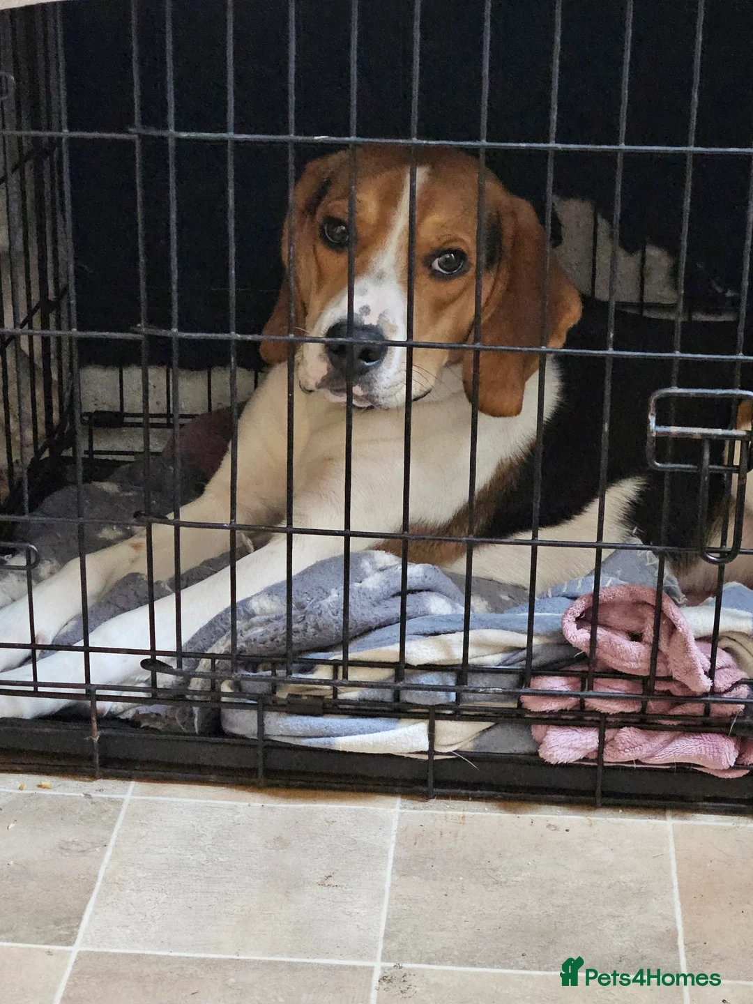 Mixed Breed dogs for sale: Beagle/lab 9 months old - Advert 5