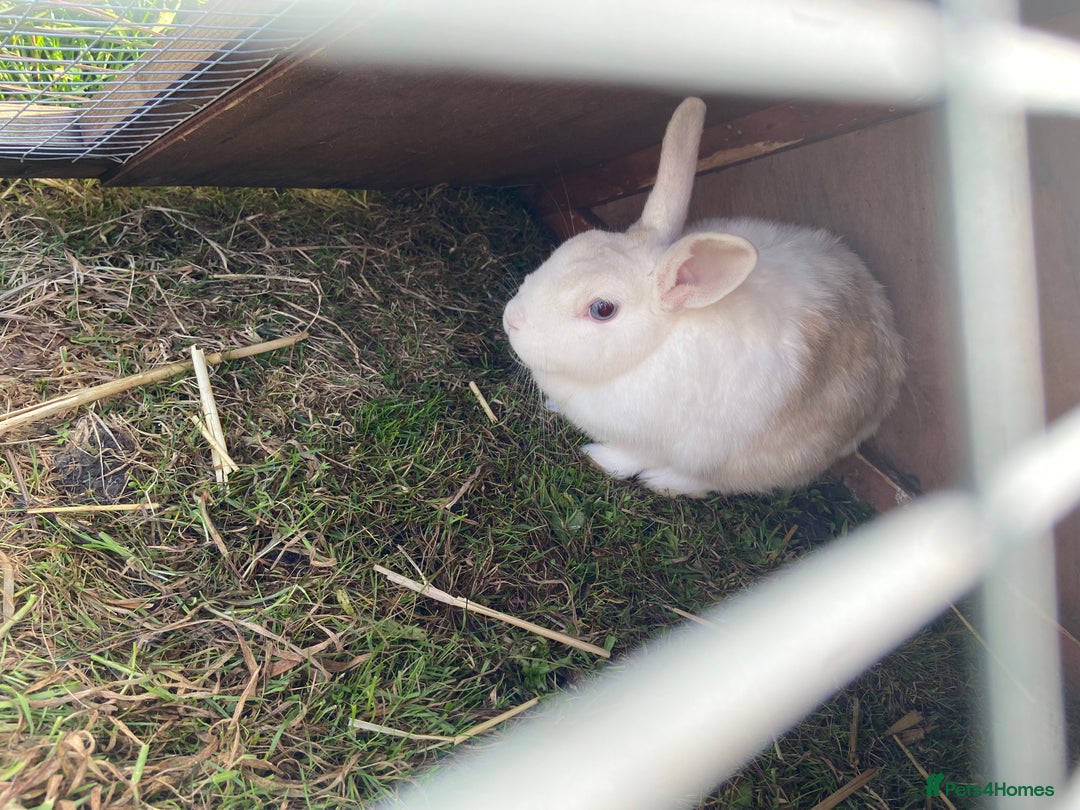 English Lop rabbits for sale: English lop mix, free to a good home - Image 1