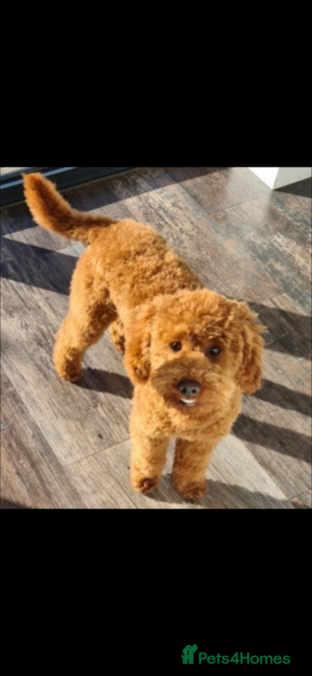 Cockapoo dogs for sale: Beautiful fox red and gold cockapoo puppies - Advert 9