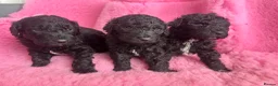 Goldendoodle dogs for sale: Beautiful Goldendoodles - Advert 23