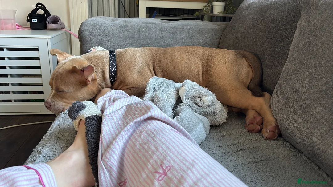 Mixed Breed dogs for sale: Pocket bully  - Advert 2