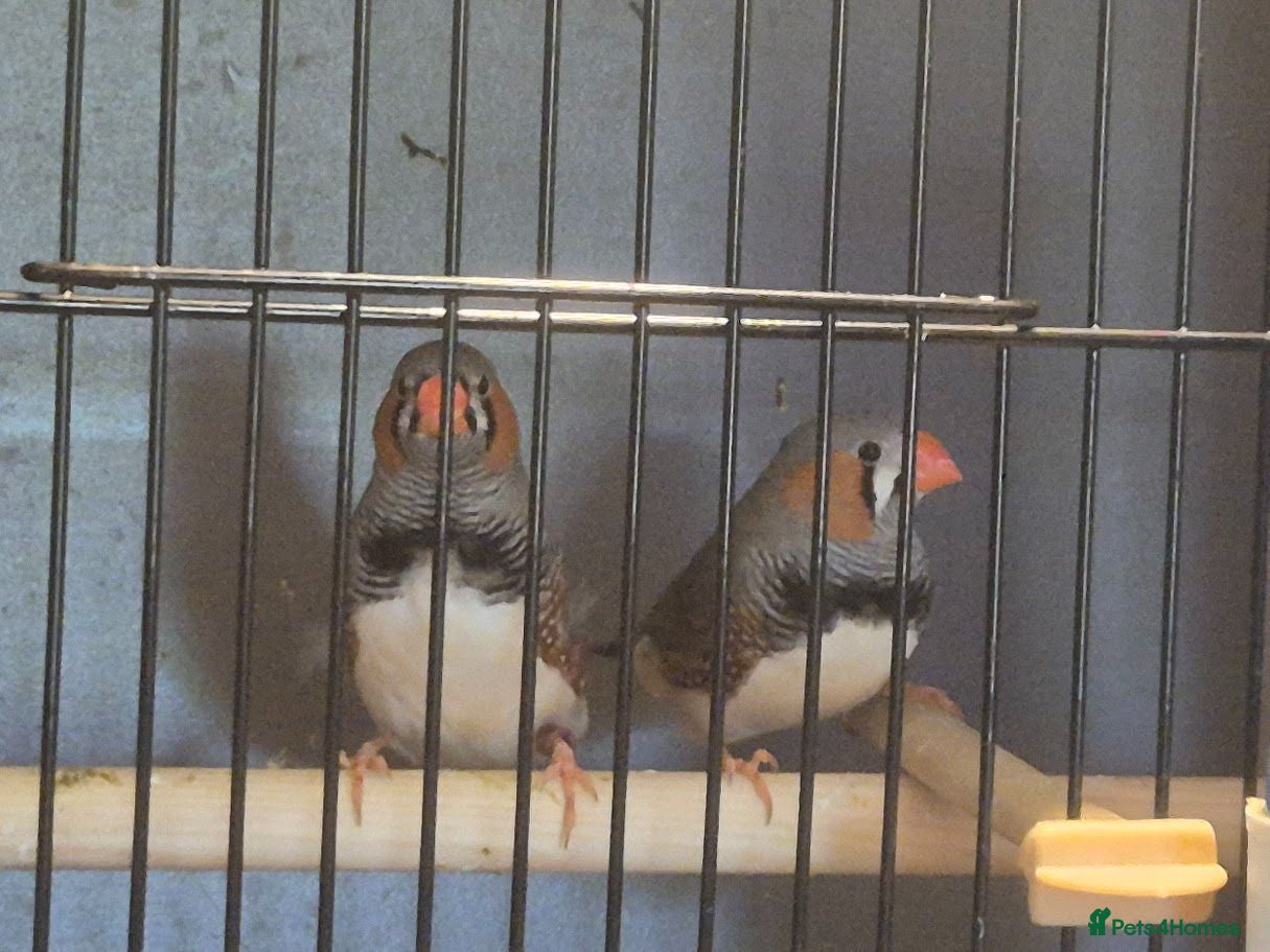 Finches birds 2 male WILDTYPE Zebra Finches - Advert 2