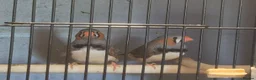 Finches birds for sale: 2 male WILDTYPE Zebra Finches - Advert 1