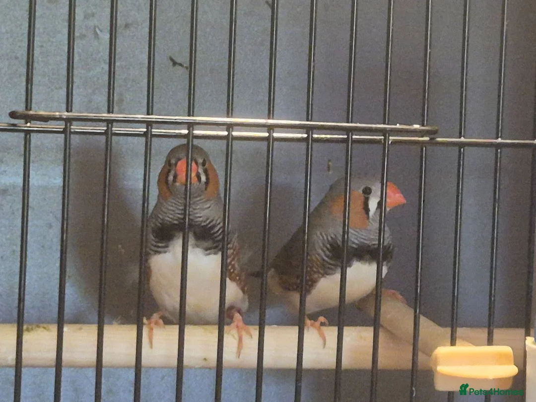 Finches birds for sale: 2 male WILDTYPE Zebra Finches - Advert 1