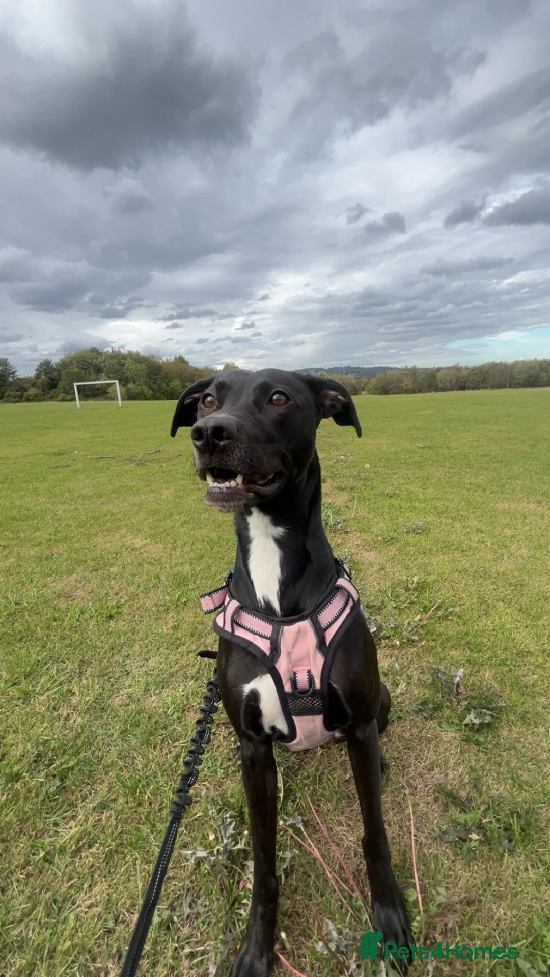 Mixed Breed dogs for sale: MIXED BREED PUPS in Edinburgh - Advert 11
