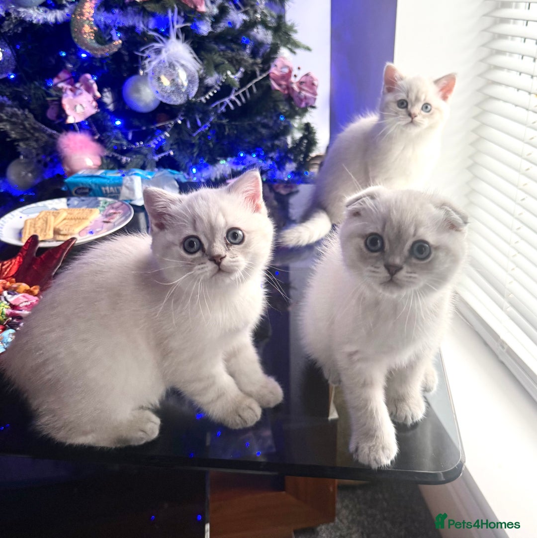 Scottish Fold cats for sale: 😻Stunning Pure breed Scottish fold kittens 😻 - Advert 3