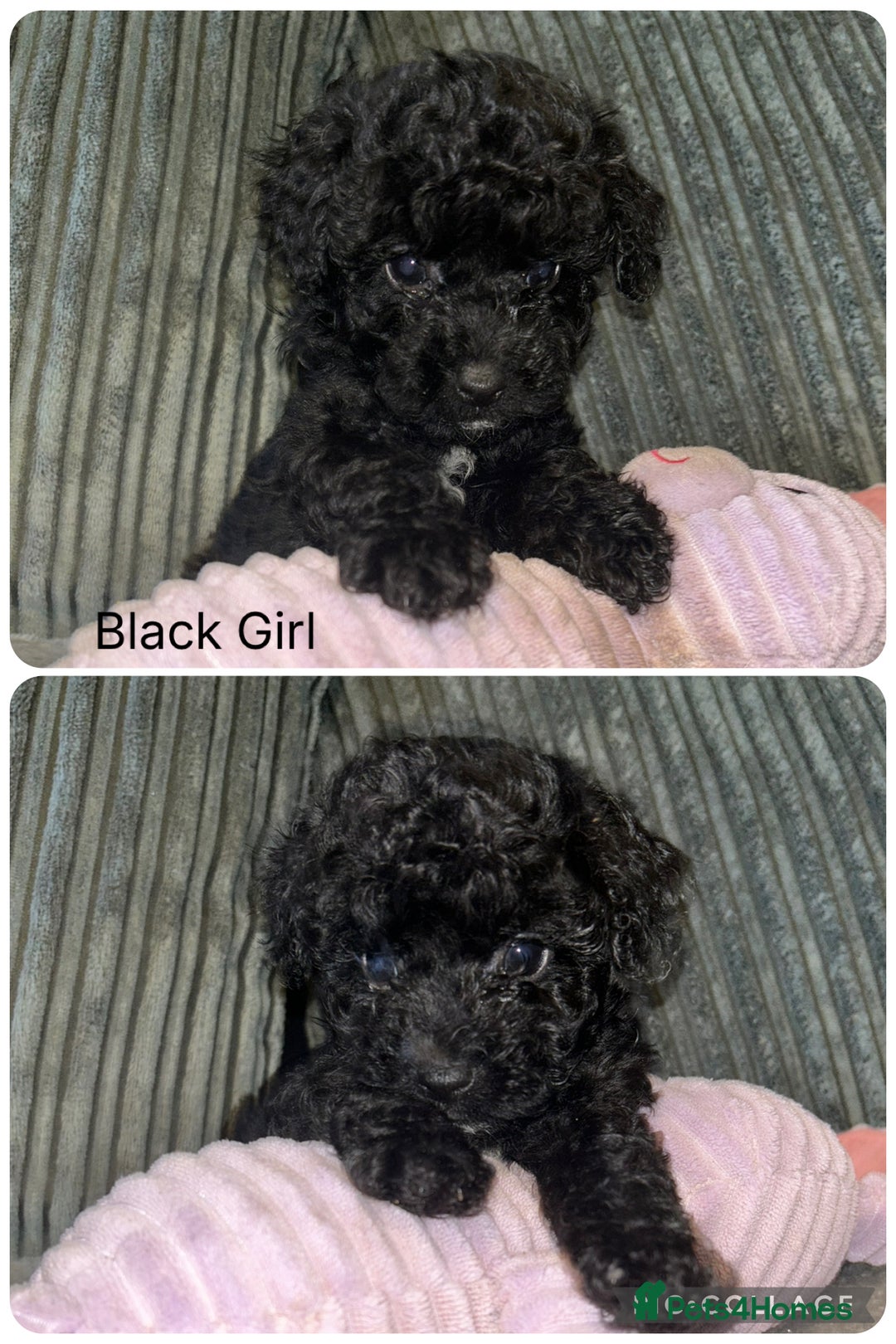 Mixed Breed dogs for sale: READY HALLOWEEN Stunning ShihpooXSproodle puppies - Image 9