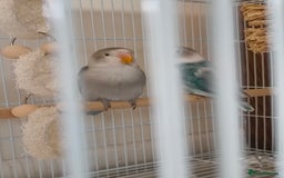 Lovebirds birds for sale: *AVAILABLE* 2 Lovebirds + Cage + Food! in West Bromwich - Image 1