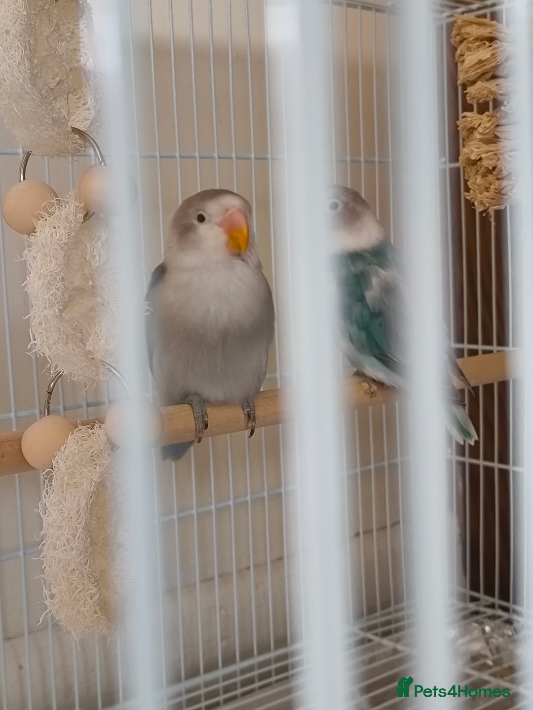 Lovebirds birds for sale: *AVAILABLE* 2 Lovebirds + Cage + Food! in West Bromwich - Image 1
