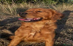 Golden Retriever dogs for sale: Dark Working Golden retriever  - Image 1
