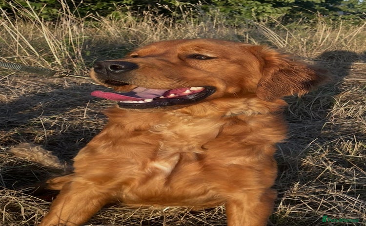 Golden Retriever dogs - Advert 1