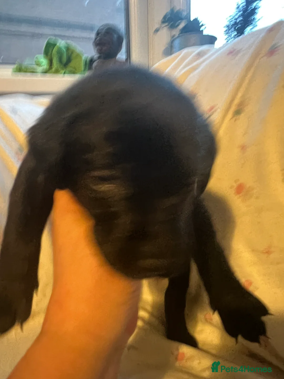 Labrador Retriever dogs for sale: KC Registered Labrador Puppies - Advert 10