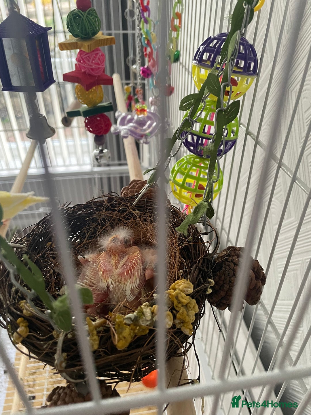 Canaries birds for sale: Family of canary birds - Advert 2