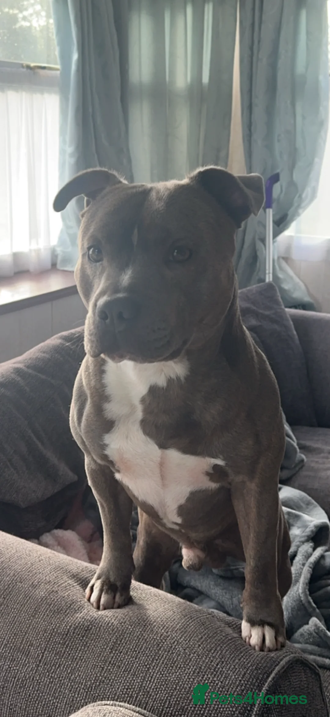 Staffordshire Bull Terrier dogs for stud: 🐶 BLUE STAFFY - STUD DOG - FIRST TIME 🐾 in Templecombe - Advert 5