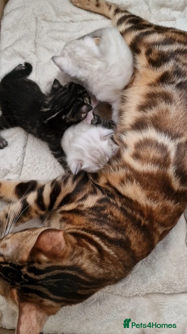 Bengal cats TICA Registered Snow & Charcoal Bengal Kittens - Advert 2