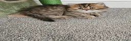 Scottish Fold cats for sale: Adorable Scottish Fold Straight Ear Tabby Kittens  - Advert 27