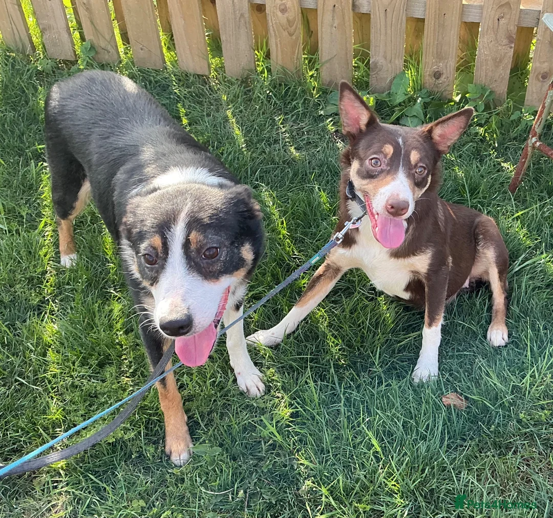 Border Collie dogs for sale: Beautiful Border Collies  - Advert 1