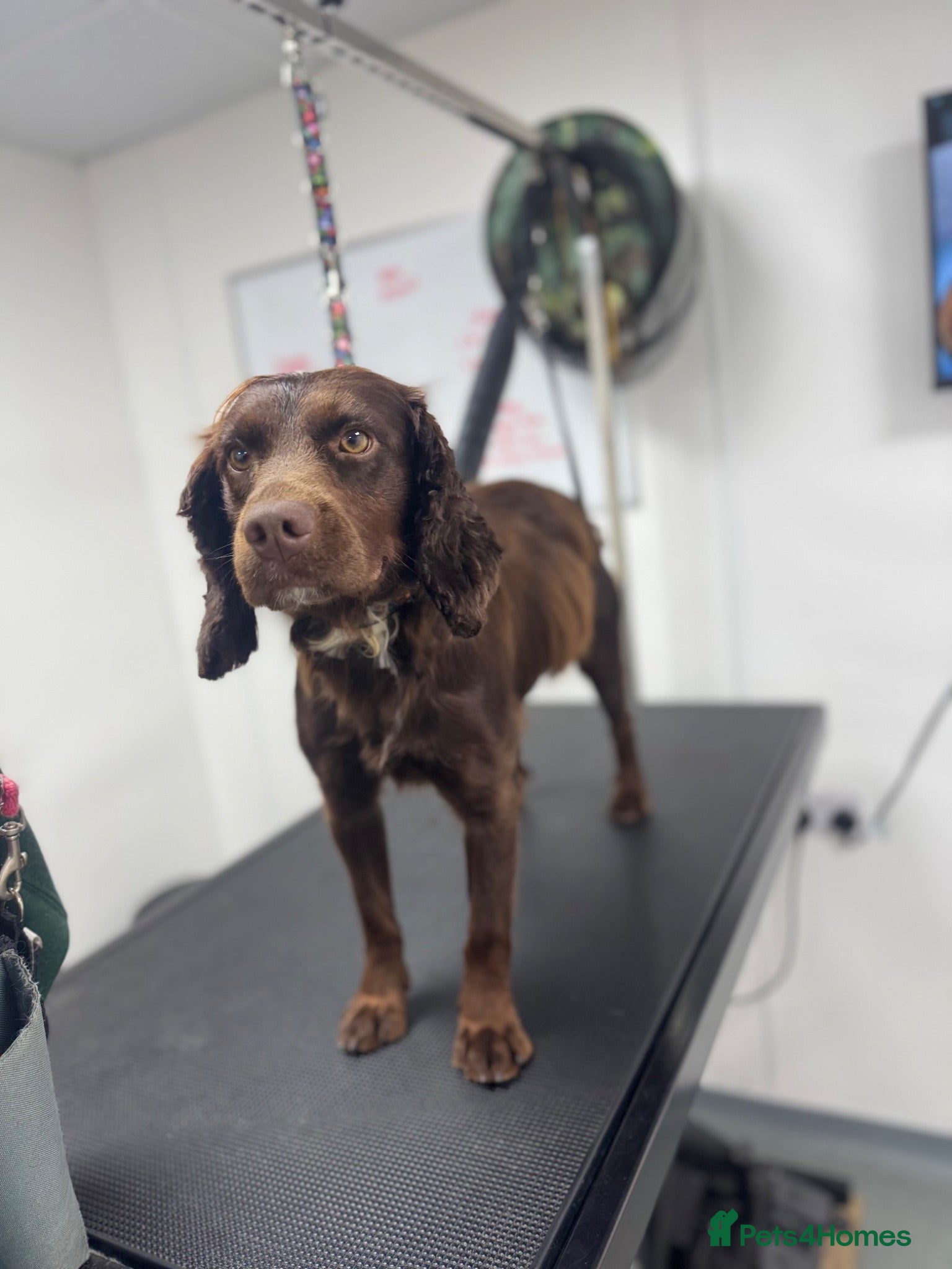 Cocker Spaniel dogs Adult working cocker spaniel  - Advert 1