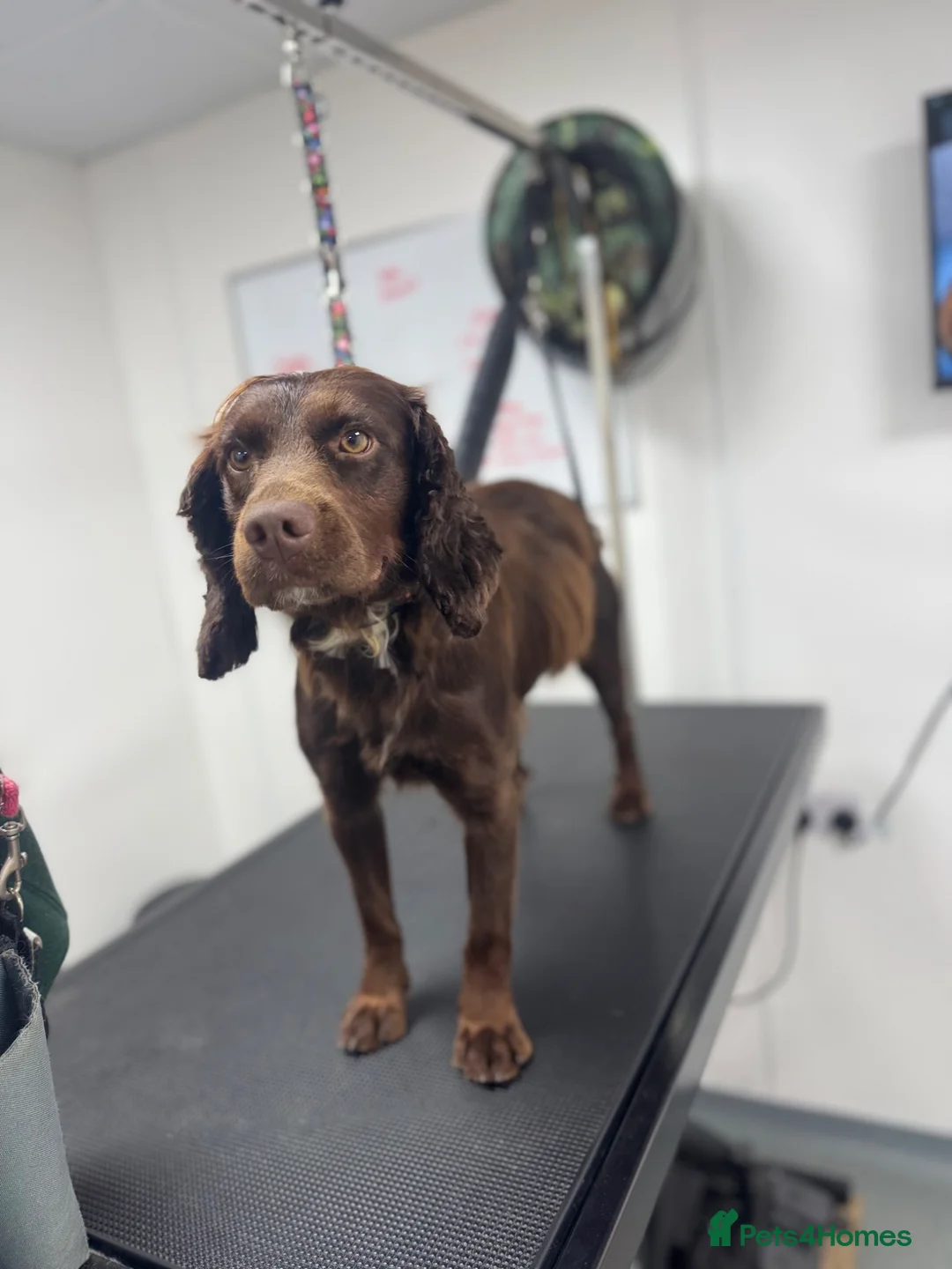 Cocker Spaniel dogs for sale: Adult working cocker spaniel  - Advert 1