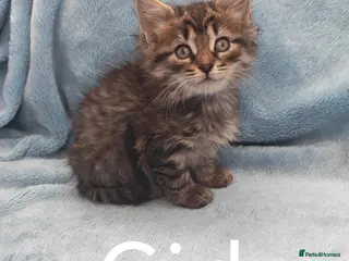 Mixed Breed cats Beautiful FLUFFY kittens VIDEOS - Advert 1