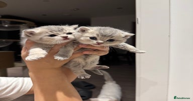 British Shorthair cats - Advert 2